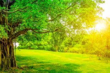 Beautiful Park (1)